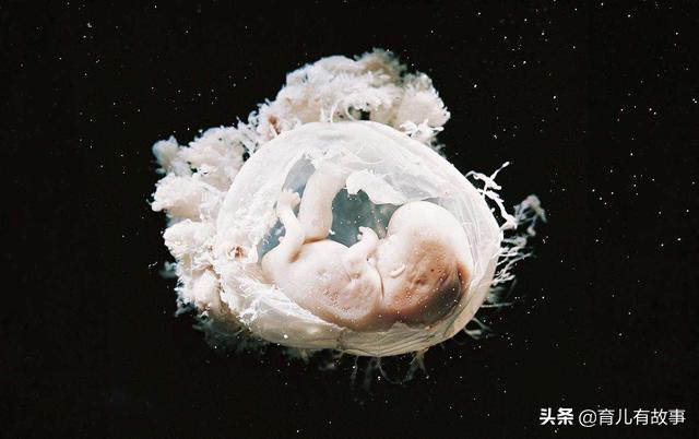 7周的胎儿有多大图片图片