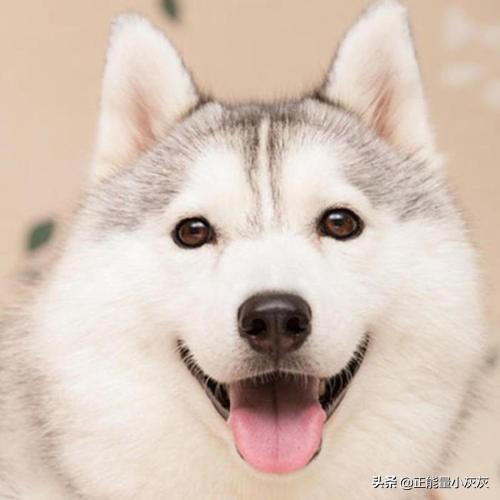 阿拉斯加雪橇犬和哈士奇怎么区别:阿拉斯加狗与二哈的区别？ 阿拉斯加雪橇犬和哈士奇一样吗