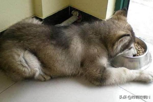 1岁阿拉斯加雪橇犬性格:阿拉斯加犬的性格怎么样？