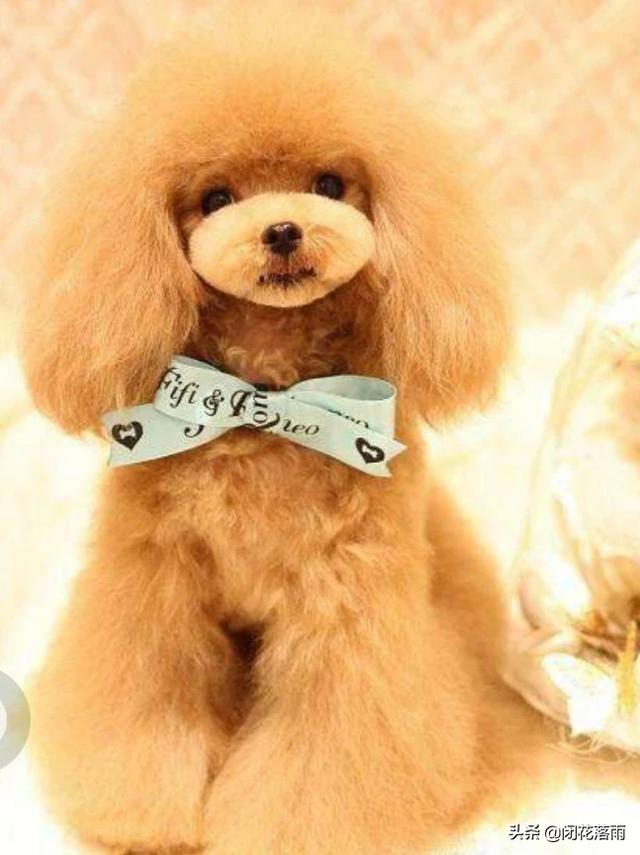 北京宠物狗贝生吉犬的性格特点:贵宾犬常见的性格有哪几种呢？