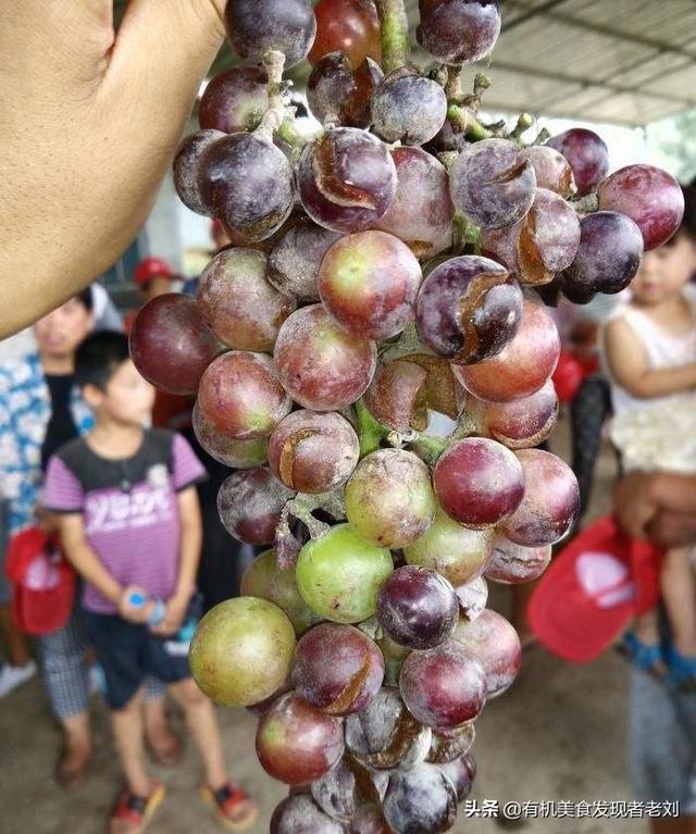 露天葡萄种植技术大全:巨宝特早葡萄可以露天种植吗？