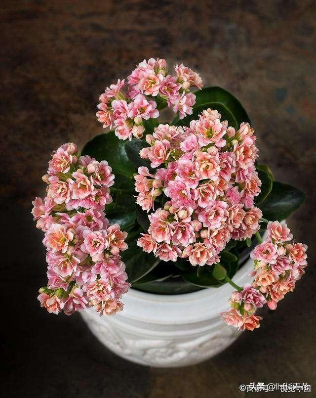 小型观花植物:有哪些适合秋冬观花的室内植物？