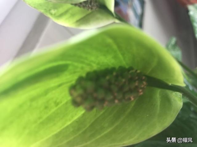 祖母绿的寓意,木佐祖母绿跟普通的祖母绿有什么区别？