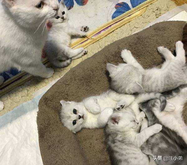 一只没有骨头的小猫咪:母猫在全程没人陪护的状态下，可以独立生产吗？