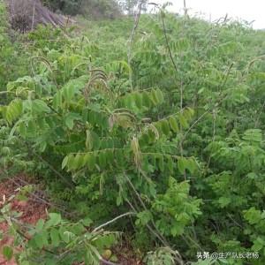 松针土是酸性还是碱性，栽种月季幼苗时用松针土好吗