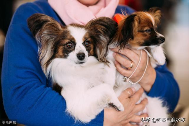 什么中小型犬好养:什么狗既温顺又聪明还要体型小(好养，不娇气）？
