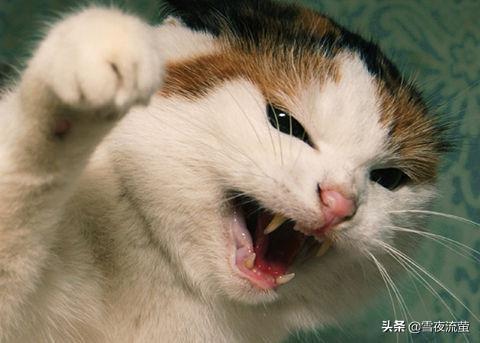 猫用尾巴钓鱼废那个视频:为什么会有钓鱼穷三年路亚毁一生的说法？