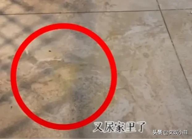 明星宠物狗图片大全:为什么有些女演员喜欢养狗？