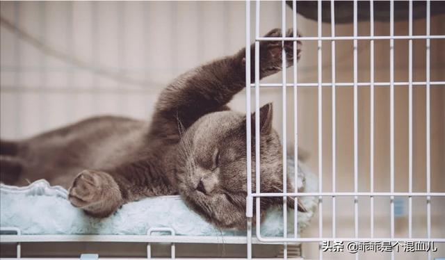 英短蓝猫幼猫怎么养:英短蓝猫幼猫吃什么猫粮？