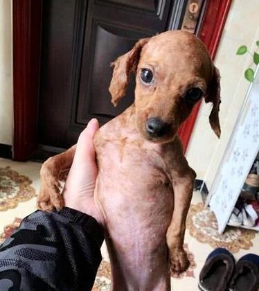 小泰迪要不要剃毛?-惠修网