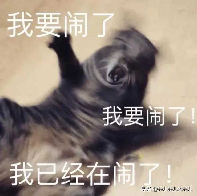 养猫记all黑:还记得你第一次养猫的年龄段吗？什么时候？