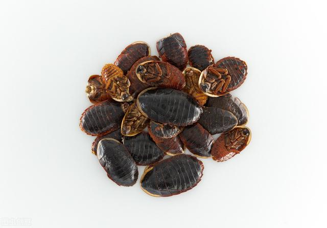 土鳖虫有什么功效?-惠修网