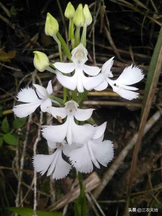 今年喜马拉雅山帝王花图片:喜马拉雅山400年一见的帝王花 有一种兰花叫“鬼兰”，一朵花能换一套房子，是真的吗？