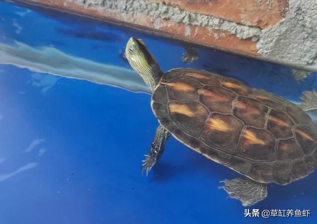 星点龟深水:这是什么乌龟，可以深水养吗？
