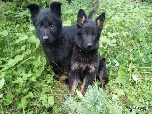 牧羊犬价格:东德牧羊犬的价格多少钱？该怎么挑选幼犬？