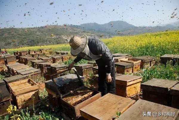 新手养蜂应该注意哪些事项？