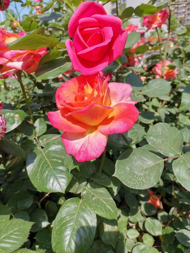 假昙花和蟹爪兰哪个好养:大家都喜欢什么花卉，有什么种植经验和大家分享？