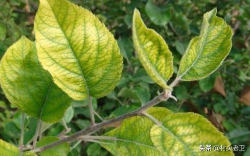 植物必需的营养元素:果树生长发育不可或缺的营养物质有哪些？