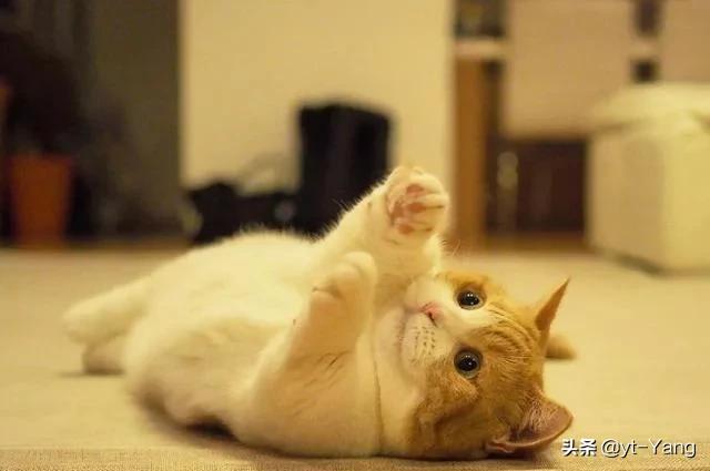 短腿猫,你了解吗？
