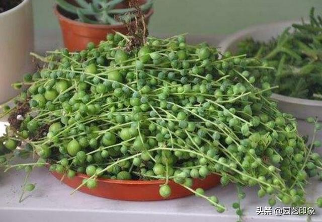 珍珠吊兰和佛珠吊兰:珍珠吊兰和佛珠吊兰一样吗 多肉植物佛珠状态差怎么办？