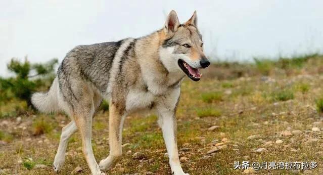 昆明狼犬:德牧和昆明犬真的不是藏獒的对手吗？