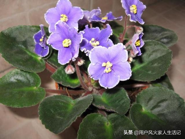 非洲堇养殖方法:非洲堇落叶的原因有哪些，该怎么办？