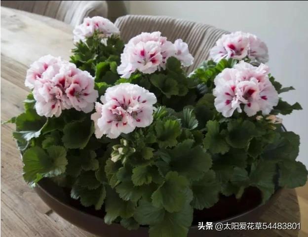 天竺葵图片的养殖技术:刚买来的天竺葵怎样管理？