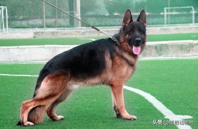 警察与防暴犬图片:为什么哈士奇容易和犯罪分子达成共识？