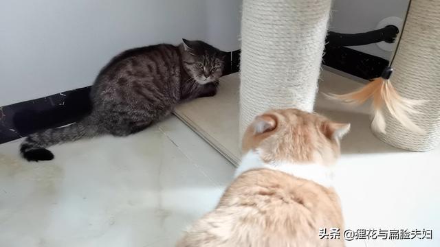 虐猫视频:对于网上的一些虐猫事件，你怎么看？