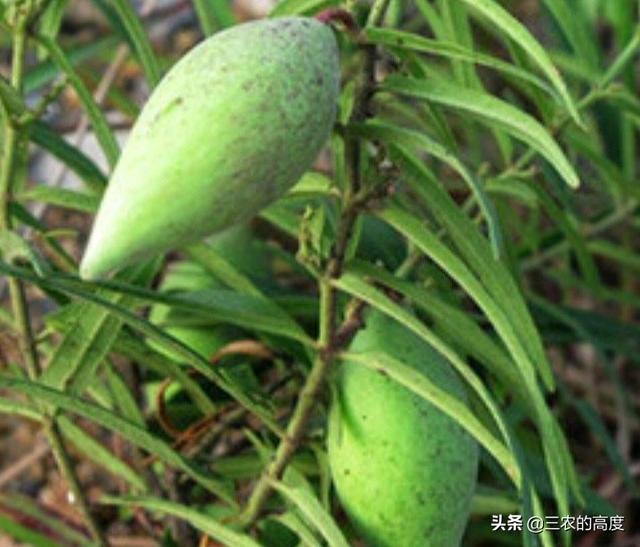 农村以前有种叫"羊奶角"的野果,大家了解它吗?