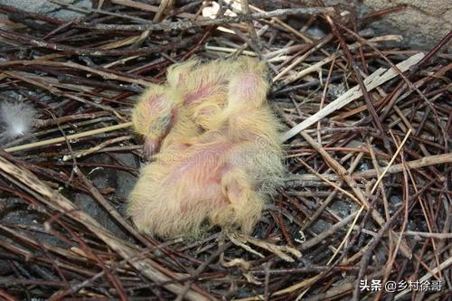 鸽子蛋几天能出小鸽子图片:鸽子蛋几天能孵出小鸽子温度 鸽子下蛋后要孵多久出鸽子？