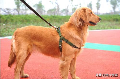 狗狗:为什么有的人养过一次狗狗，狗狗死后就再也不养狗了？