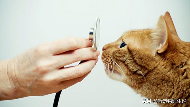 爱心宠物医院:有条件的情况下，如何选择一家适合猫咪的医院？