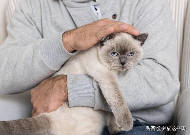 养猫的男人 全集:如何判断一个男孩子养猫的几个表现？