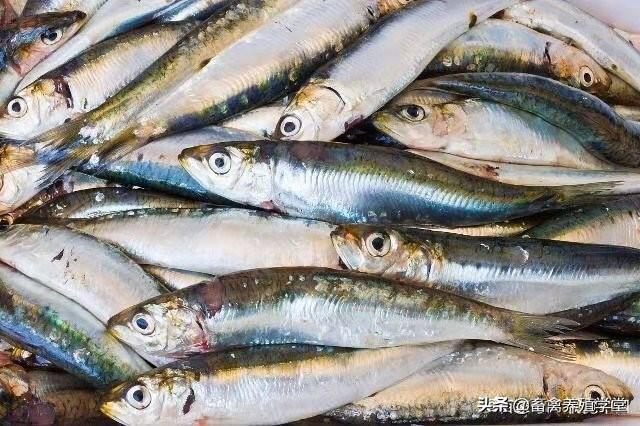 金鱼的松鳞病会传染吗:水产活鱼类在运输过程中容易掉鳞，该怎样预防这样的现象呢？