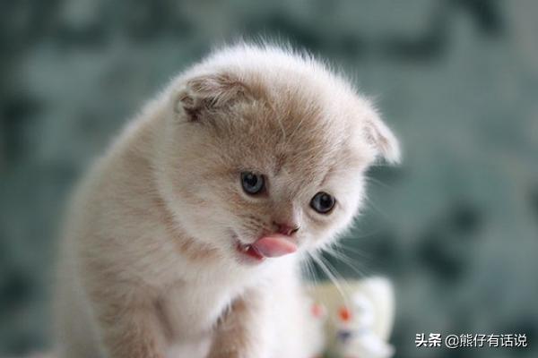 皮特芬喷到猫咪眼睛:怎么给猫咪擦眼睛，猫咪拒绝擦眼睛？