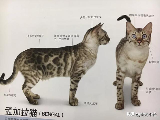 孟加拉猫是豹猫吗:疫情过后可以养孟加拉豹猫吗？ 孟加拉豹猫可以跟什么猫配