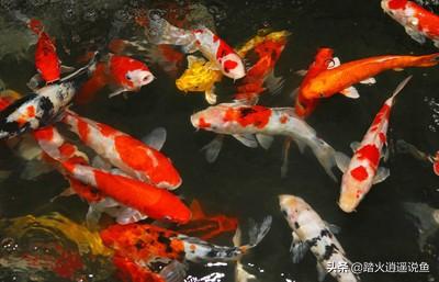 贝蒂寄生虫和鱼虱:被贝蒂虫寄生的鱼 鱼缸里陶沙下的寄生虫如何清除？