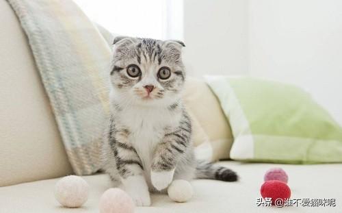 猫癣:猫咪长猫藓，你一般自己给它治疗还是送专业宠物诊所？