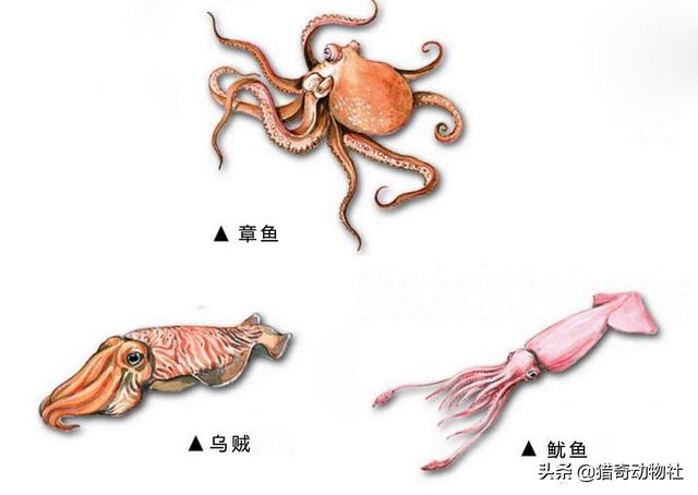 墨鱼补肾吗，章鱼，乌贼，鱿鱼，八爪鱼，有啥不一样？