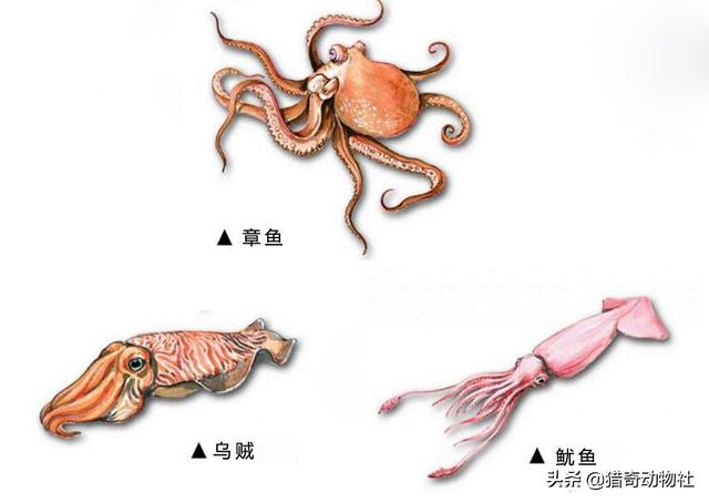 章鱼拆贝壳当房门:章鱼，乌贼，鱿鱼，八爪鱼，有啥不一样？
