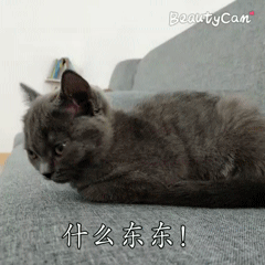 猫咪肾衰竭腹水怎么办:猫胀气怎么办，该怎么进行调节？ 猫咪急性肾衰竭怎么办