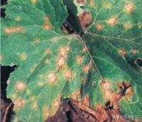 西瓜烂兜需要怎样治疗，西瓜、小西瓜感染碳蛆病危害症状，以及如何防治