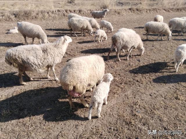 羊能吃动物性饲料么:养羊没有草只喂饲料可以吗？