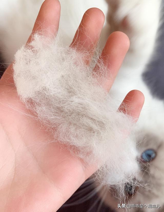 宠物养护:养殖宠物狗前景怎么样，利润如何？ 宠物养护专业就业前景