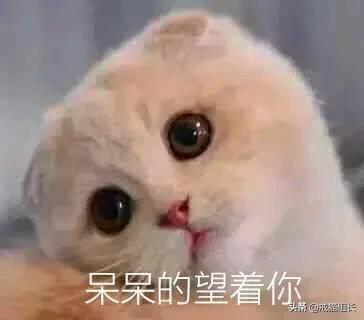 素力高金装官方授权店:怎么挑选适合猫咪的猫粮？ 金装素力高旗舰店