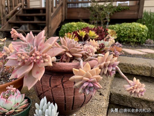 胧月移盆不服盆怎么办？