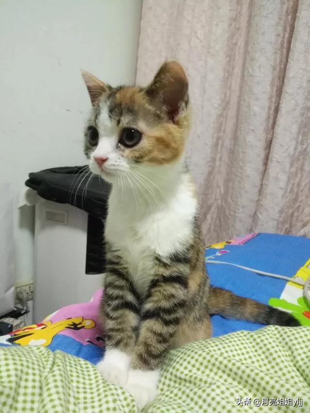什么猫好看？