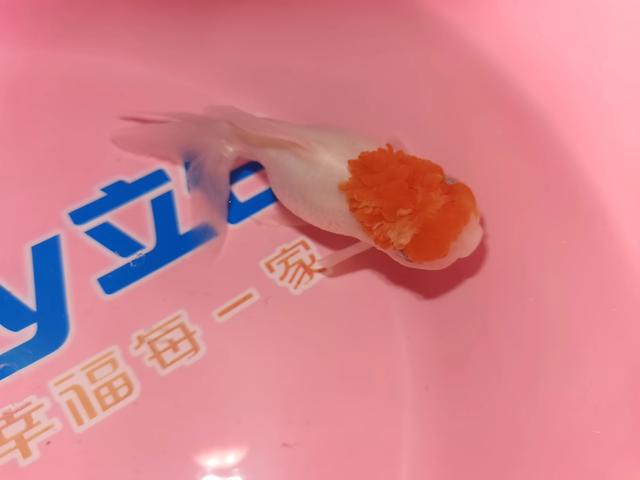 大铅笔鱼头上烂了:我这鱼包被咬了，状态也不是很好，怎么办，这是什么品种？
