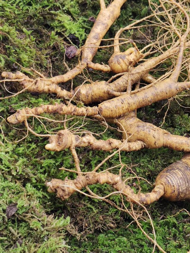 10斤补肾壮阳酒鹿茸白粉片100克77鹿鞭一根77林下参4根77灵芝一